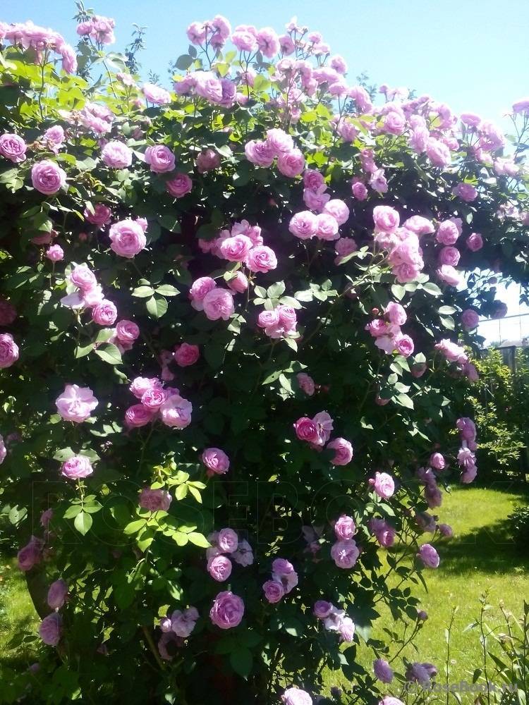 Парковый сорт розы луис одьер (louise odier), посадка и уход за ароматным цветком