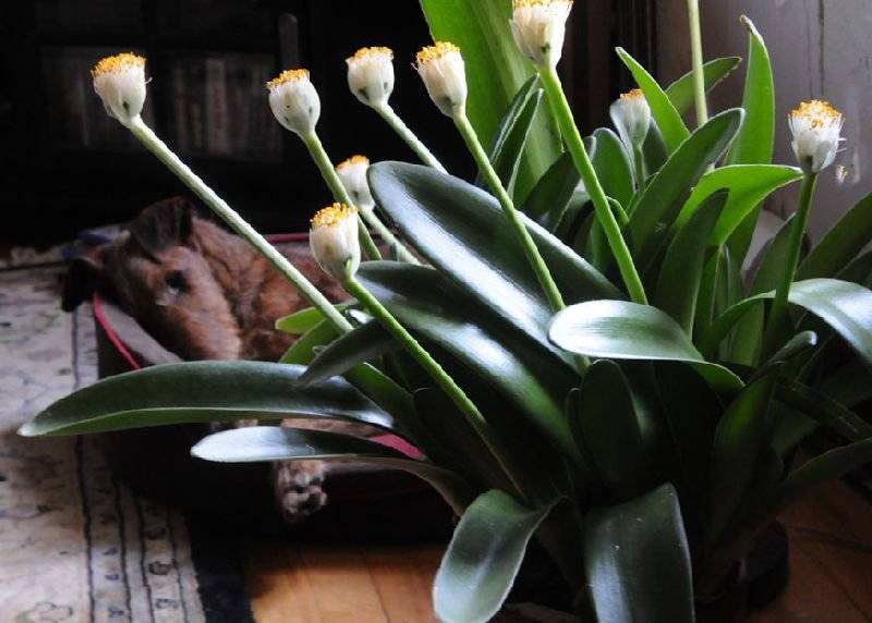 Гемантус: уход в домашних условиях, цветение, сорта и фото