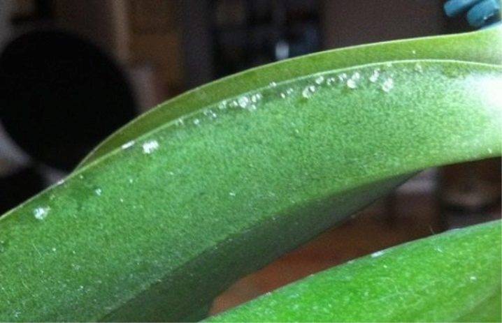 Липкие листья у орхидеи selo.guru — интернет портал о сельском хозяйстве