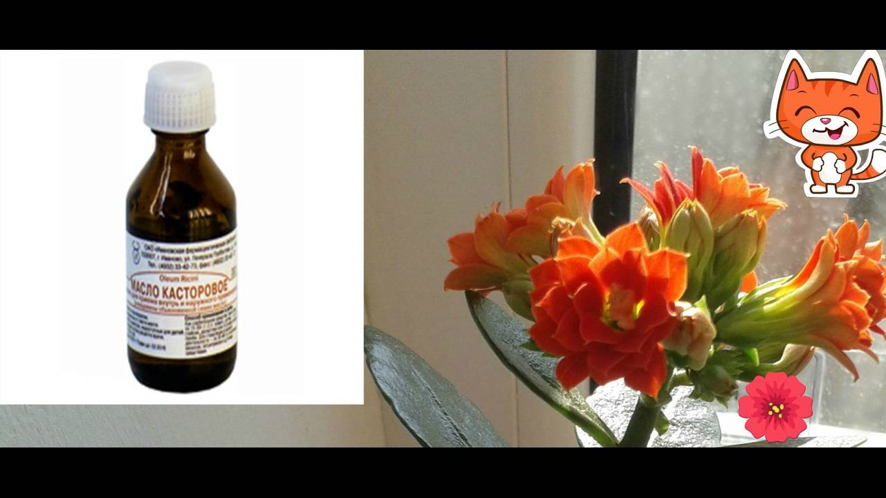 Как использовать касторовое масло для растений? подкормка растений касторовым маслом