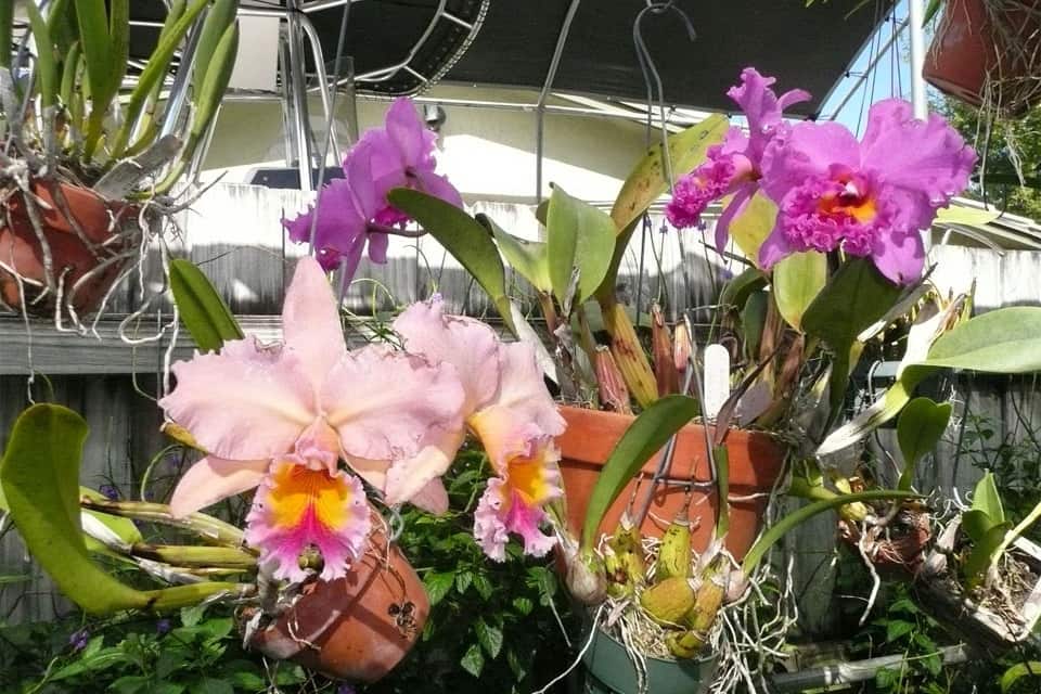 Орхидея каттлея: описание и фото растения, главные правила посадки и ухода за цветком в домашних условиях, а также рекомендации флористов о сорте