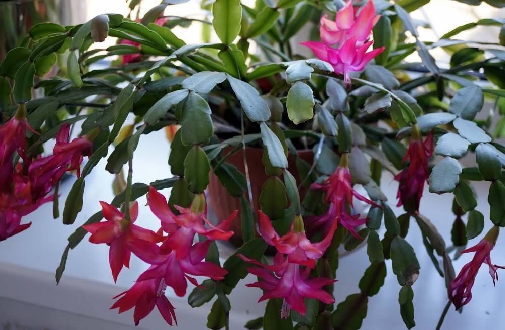 Комнатные растения (цветы и кустарники), цветущие зимой: фото и названия, советы по выбору и выращиванию