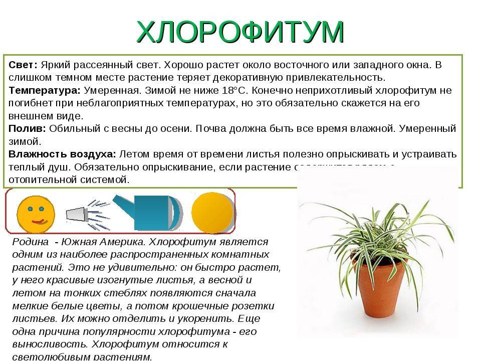 ᐉ комнатные деревья – особенности и выбор; уход за комнатными деревьями: полив, пересадка, подкормка - roza-zanoza.ru