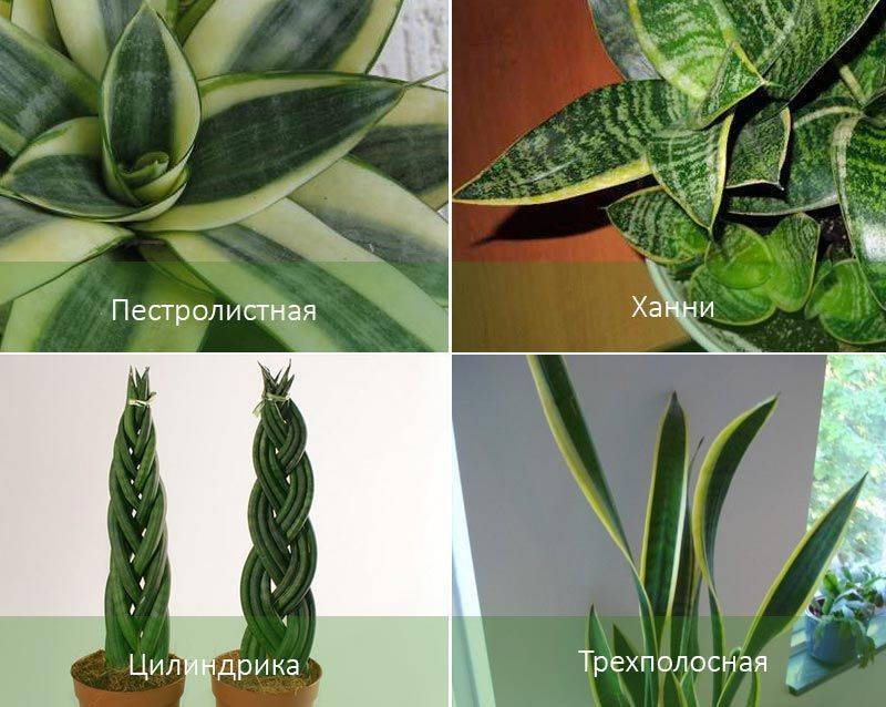Цветок сансевиерия (тещин язык): уход в домашних условиях, размножение, родина растения
