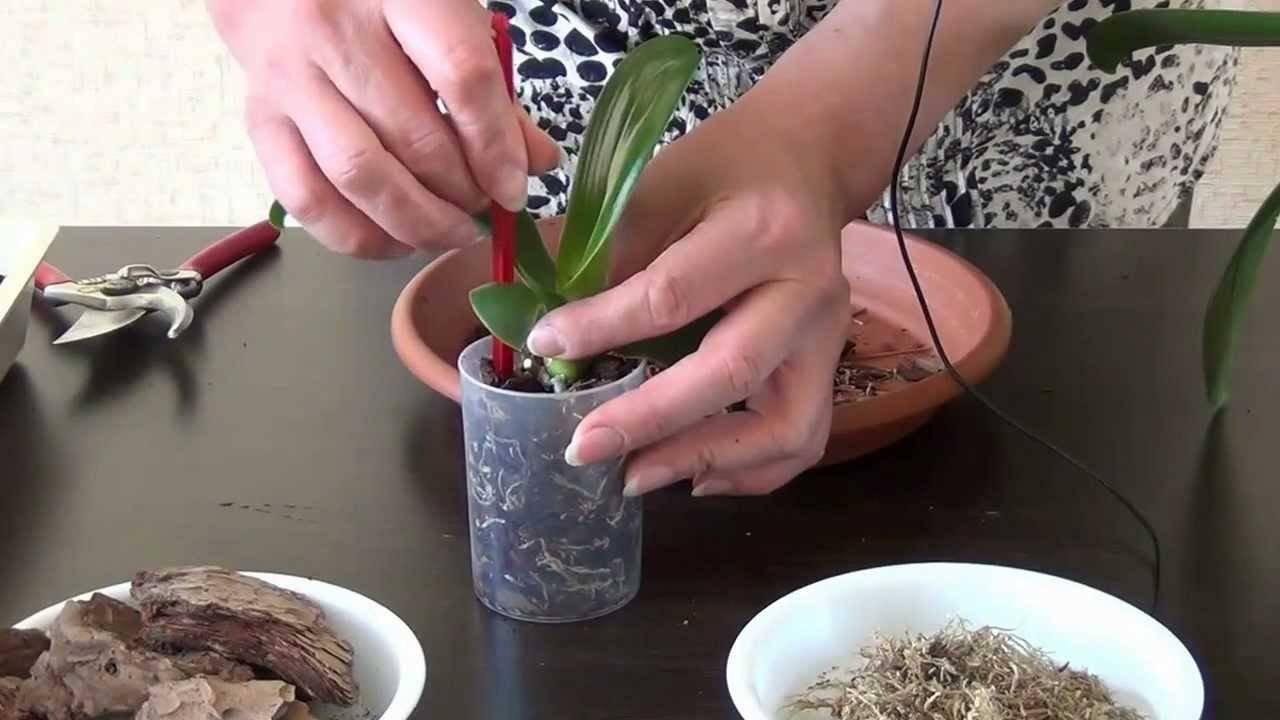 Как посадить орхидею: примеры в горшок и в домашних условиях