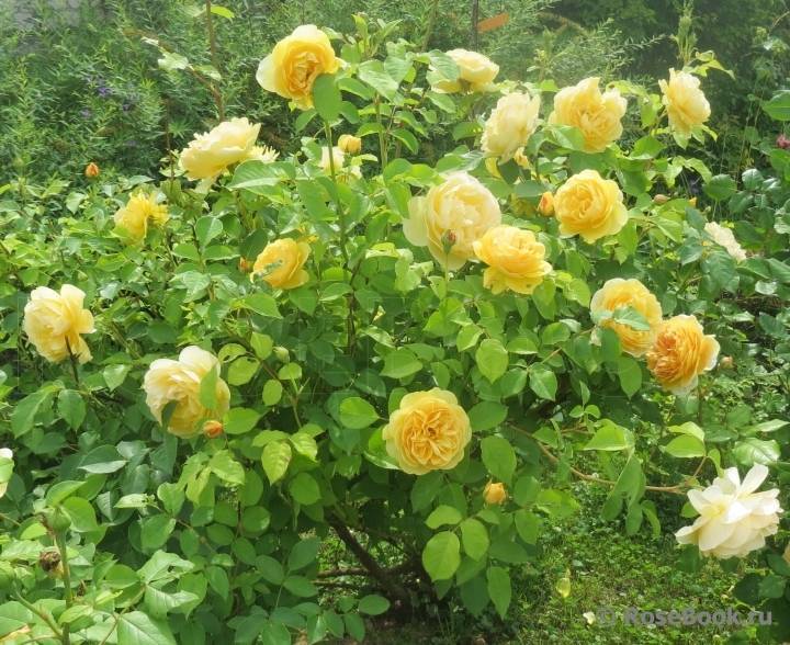 Описание английской розы грэхам томас: особенности сорта, посадка куста и уход