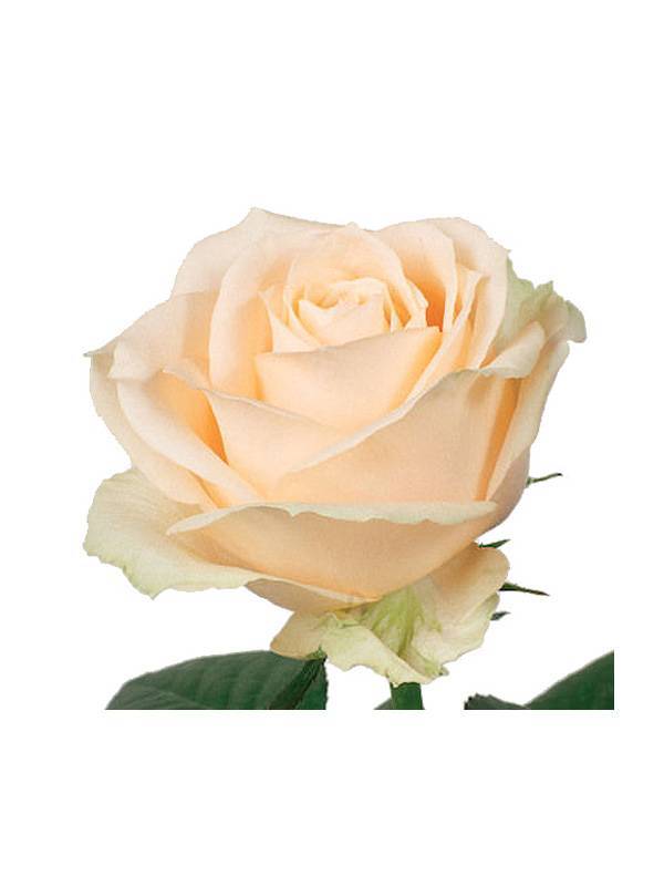 Описание и выращивание розы «аваланж»