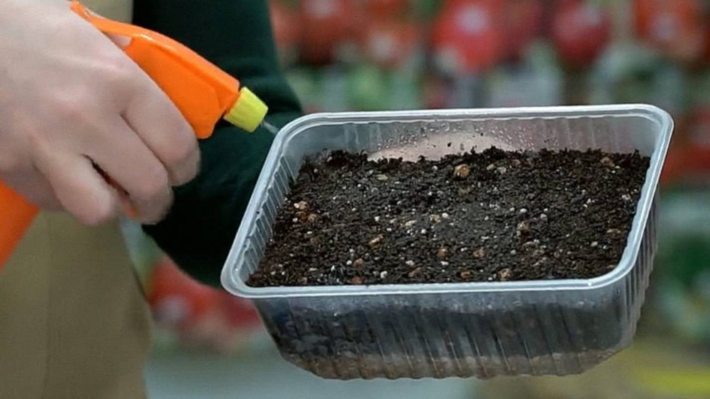 Выращивание лаванды из семян в домашних условиях: как выглядит, когда и как сажать на рассаду, как размножить