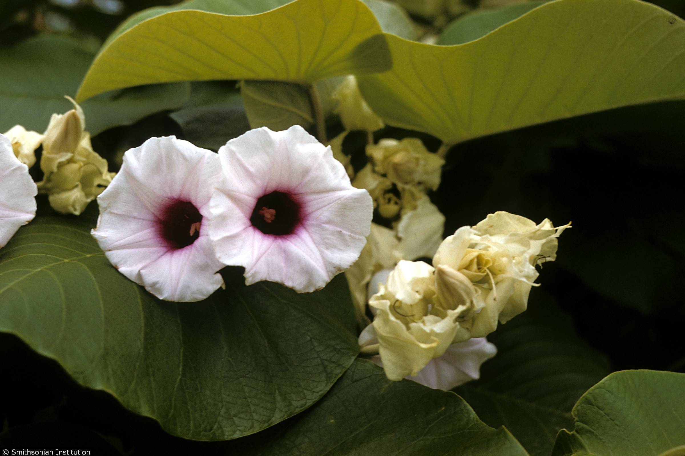 Гавайская роза: особенности растения, опасность приема