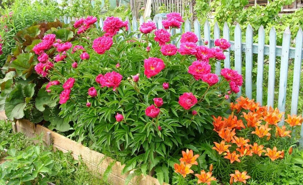 Удачное соседство: как правильно сочетать цветы на клумбе - дачно-огородные радости
 - 15 мая
 - 43206775984 - медиаплатформа миртесен
