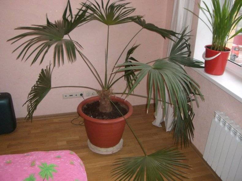 Пальма ливистона — уход в домашних условиях