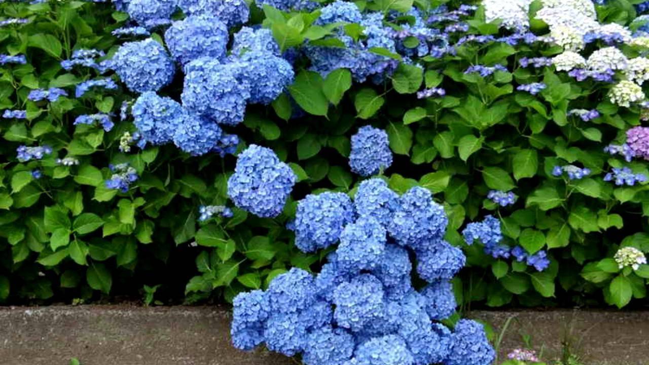 Голубая гортензия: посадка и уход за сортами с цветами этого оттенка, и какие условия нужно создать растению, как его правильно пересаживать?