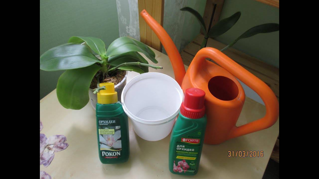 Подкормка орхидей в домашних условиях народными средствами