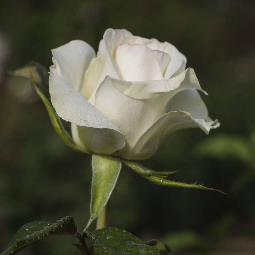 Роза Чайно Гибридная Поло Белая