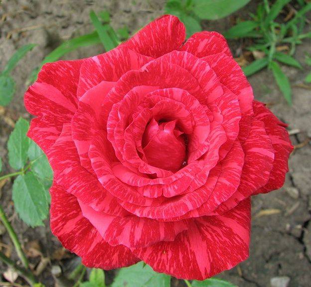 Чайно-гибридный сорт розы ред интуишн: как выращивать цветок, нюансы ухода