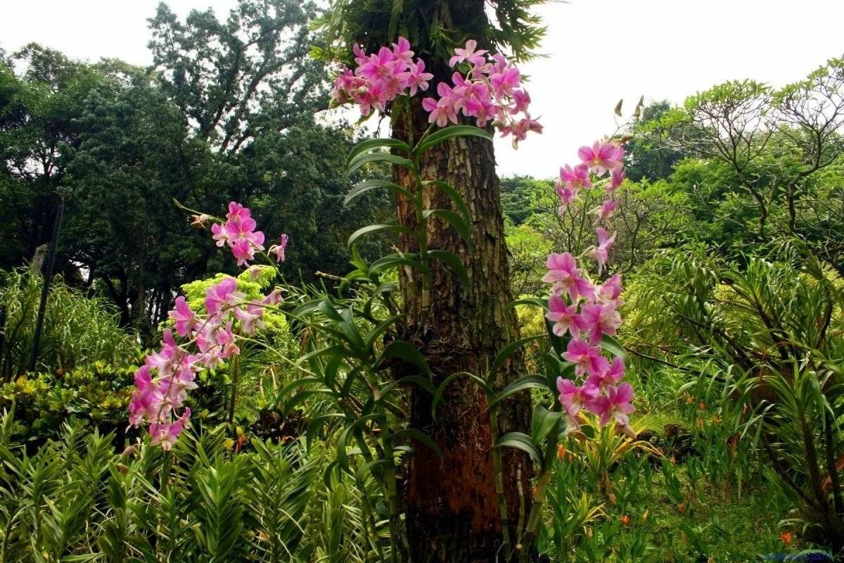 Орхидеи в природе: как и где растут в естественных условиях на деревьях в тропических странах, место обитания в живой и дикой среде, а также фото и видео о приспособленности к произрастанию в естественной среде