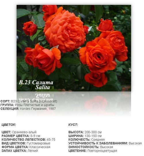 Роза плетистая салита (salita): описание сорта, характеристика, посадка и уход, видео