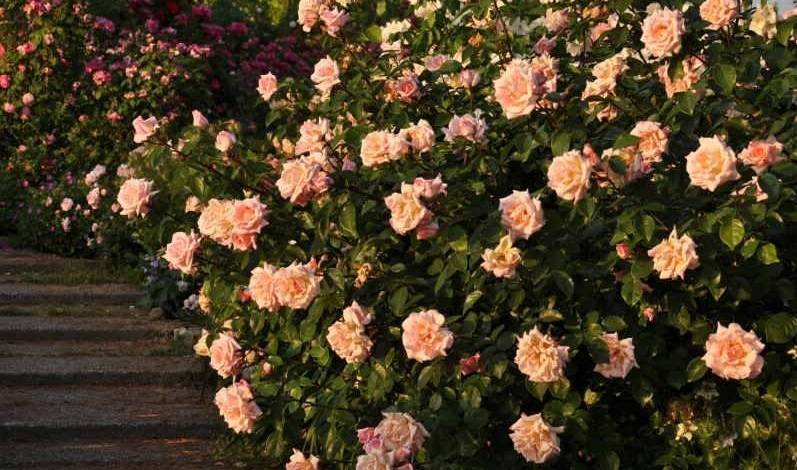 Роза «сострадание» («compassion»): группа садовые цветы и флористика
