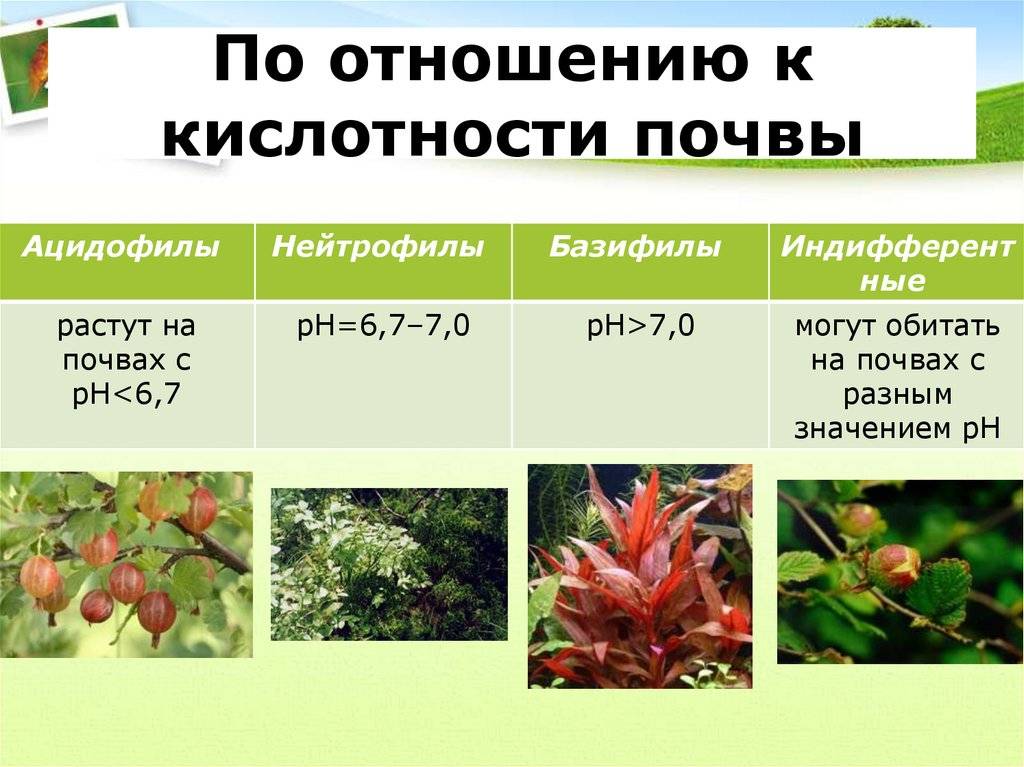 Почвопокровные растения: выбираем лучшие