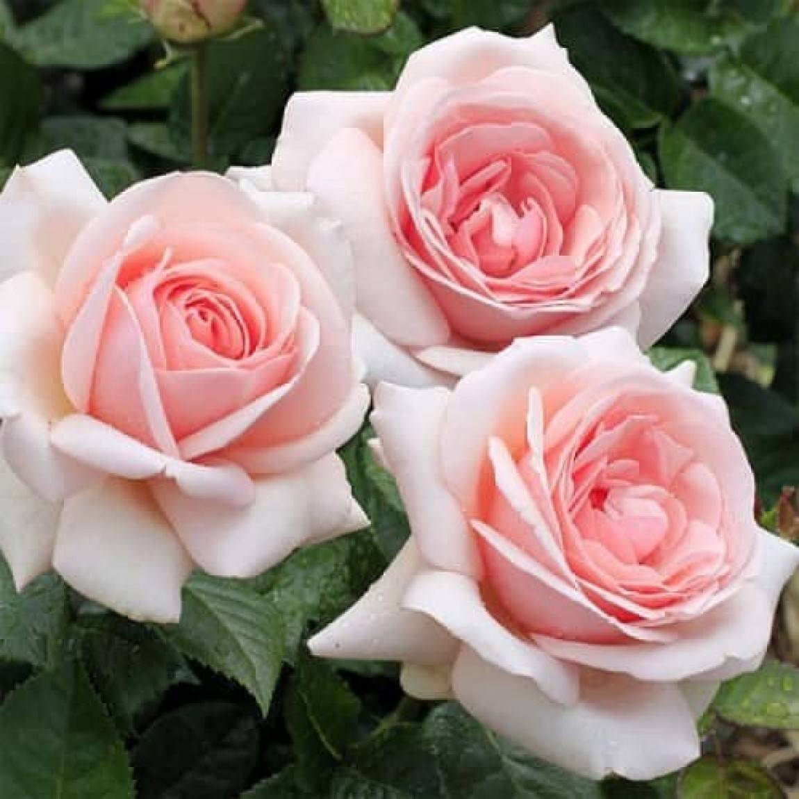Роза "афродита" (описание сорта, отзывы, уход, фото)