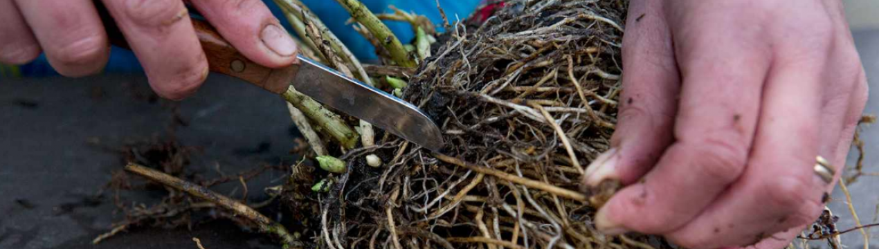 Как размножить садовую гортензию: лучшие способы, сроки высадки, уход за саженцами