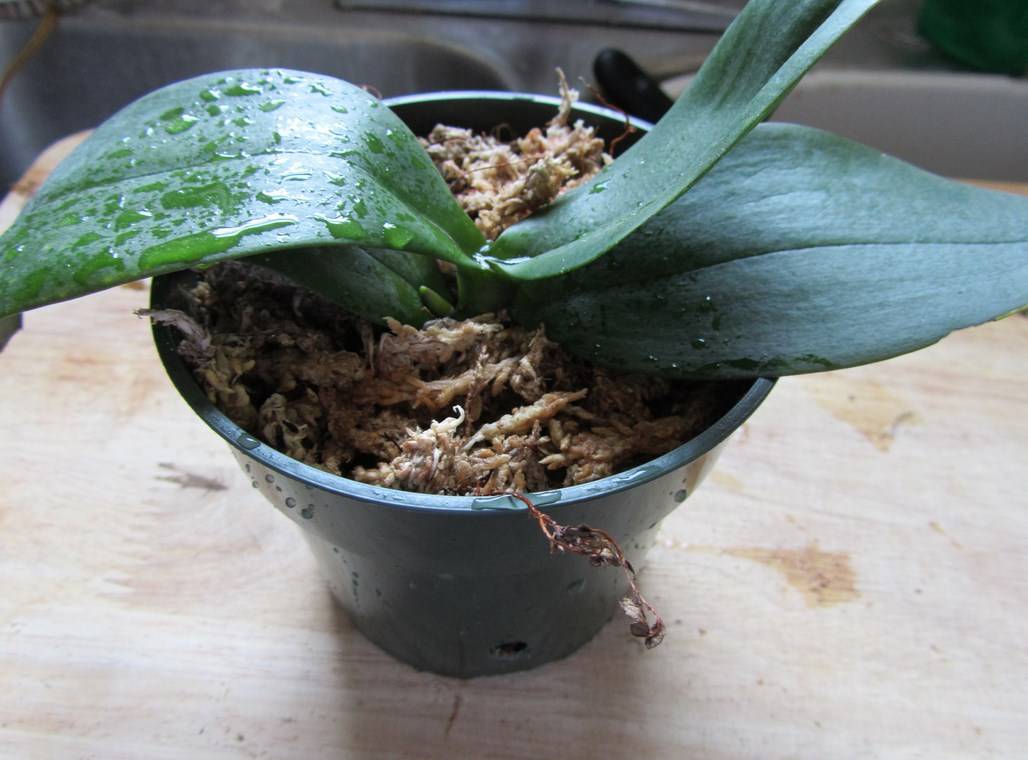 Как избавиться от мошек в орхидеях: методы борьбы и их эффективность