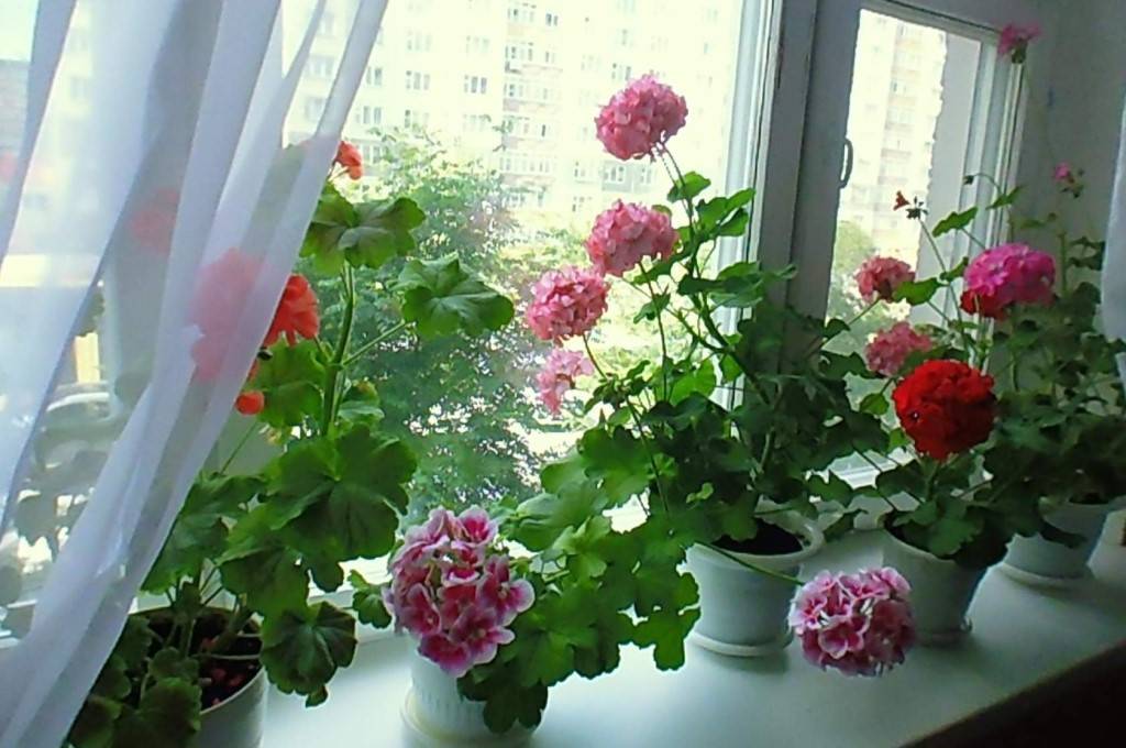 Светолюбивые комнатные растения 32 фото описание солнцелюбивых цветов, которые любят жару и прямые солнечные лучи