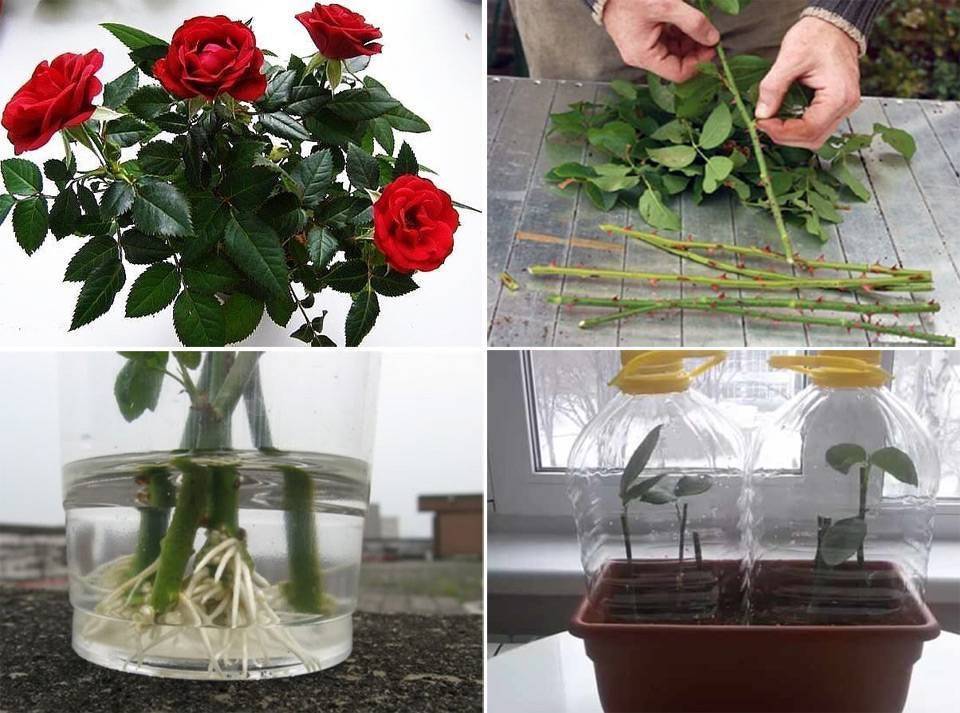 Размножение роз черенками в домашних условиях: способы, выращивание