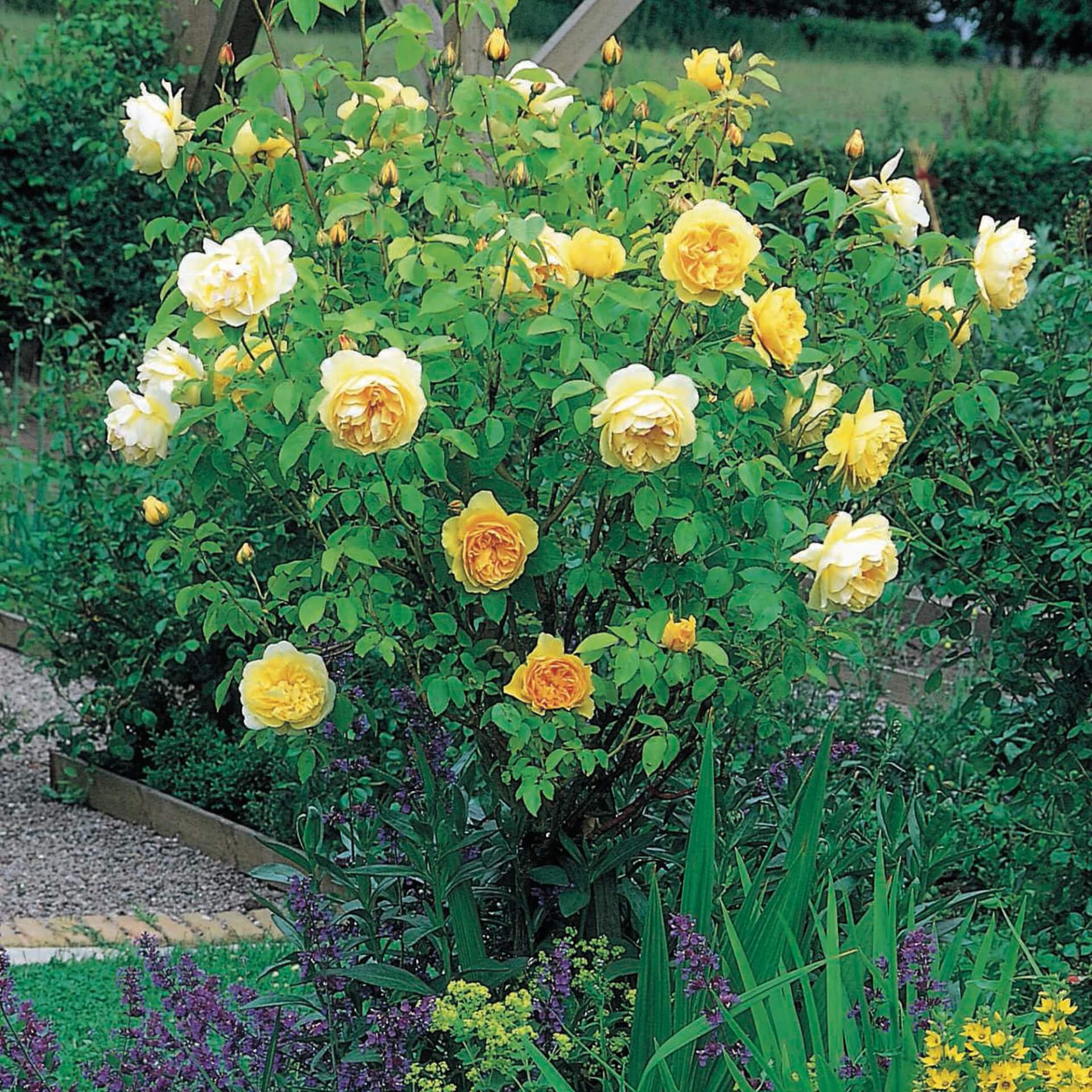 Роза английская грэхэм томас обрезка. благородная желтая роза graham thomas. защита от болезней и вредителей
