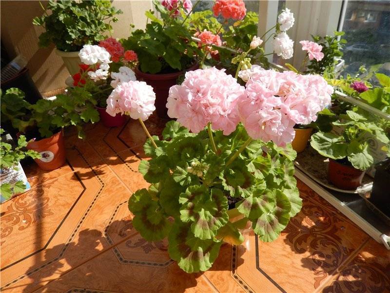 Довепоинт пеларгония - цветущий сад