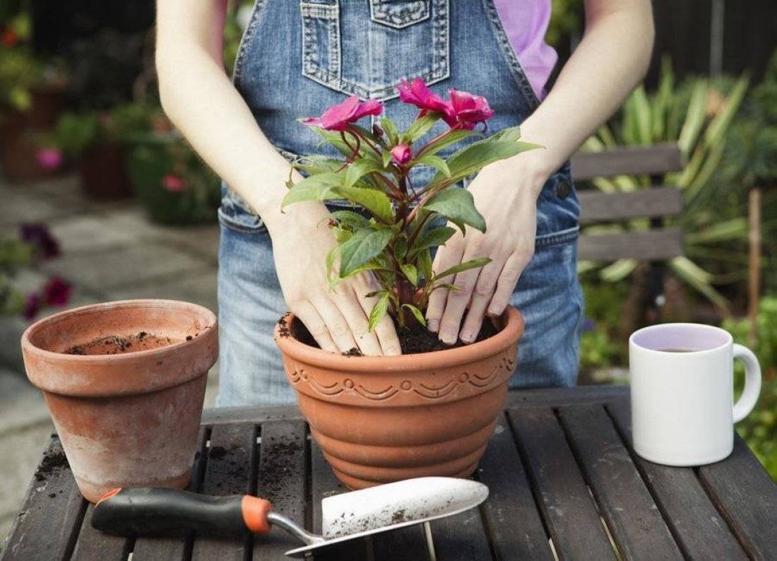 Как правильно сажать комнатные цветы в горшок? советы и рекомендации