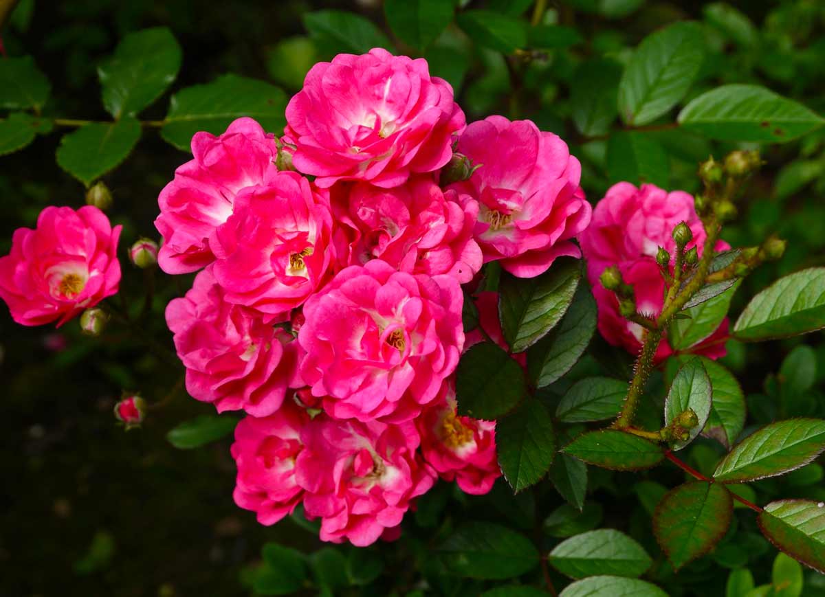 Флорибунда – группа роз с практически непрерывным цветением (сорта и фото)