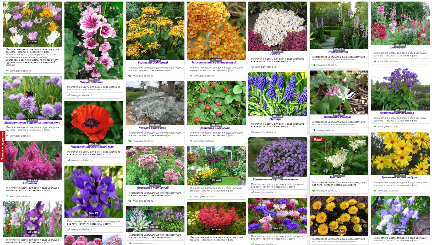 Садовые цветы - название и краткая характеристика