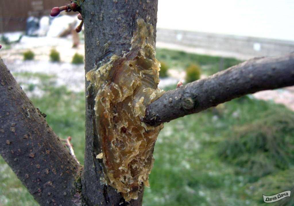 Болезни плодовых деревьев: фото, название и лечение косточковых, чем обработать осенью от болезней | qlumba.com