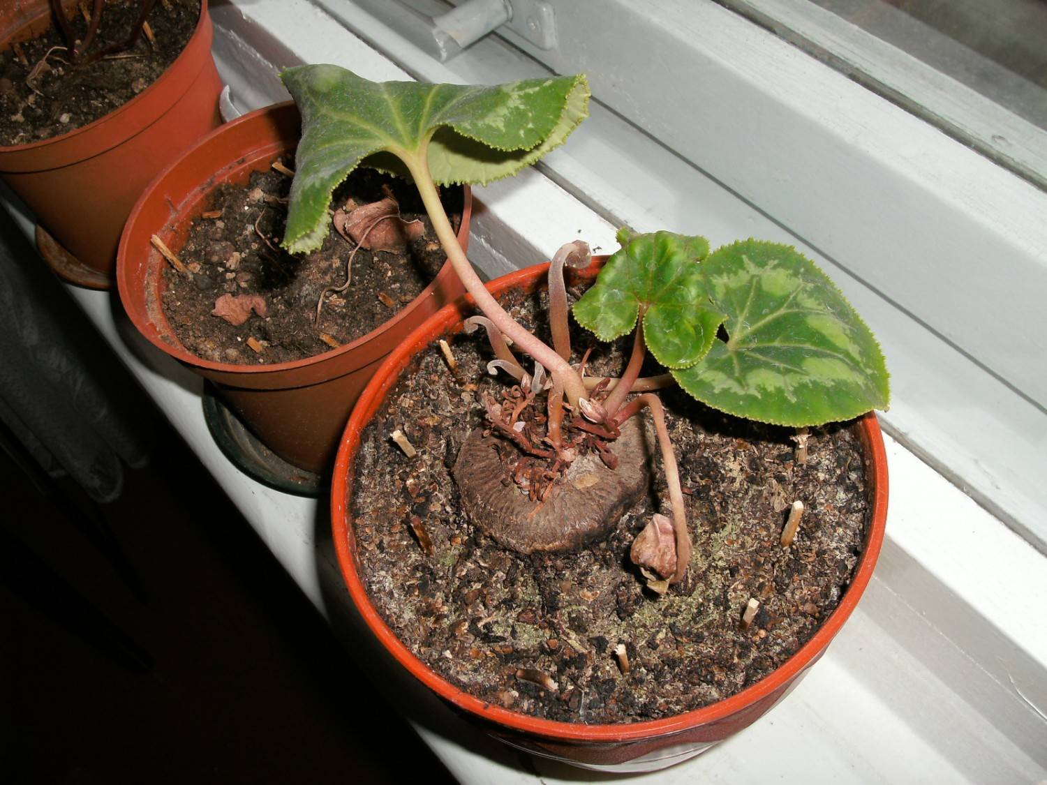 Почему не цветет цикламен: что делать и как заставить растение образовывать бутоны в домашних условиях