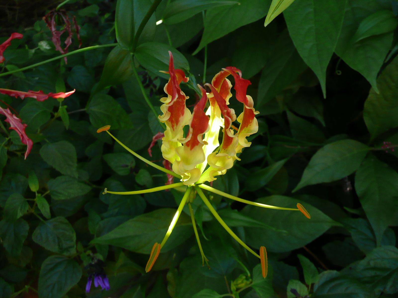 Цветок глориоза: фото и уход в домашних условиях за растением
