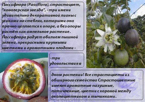 Пассифлора (страстоцвет)