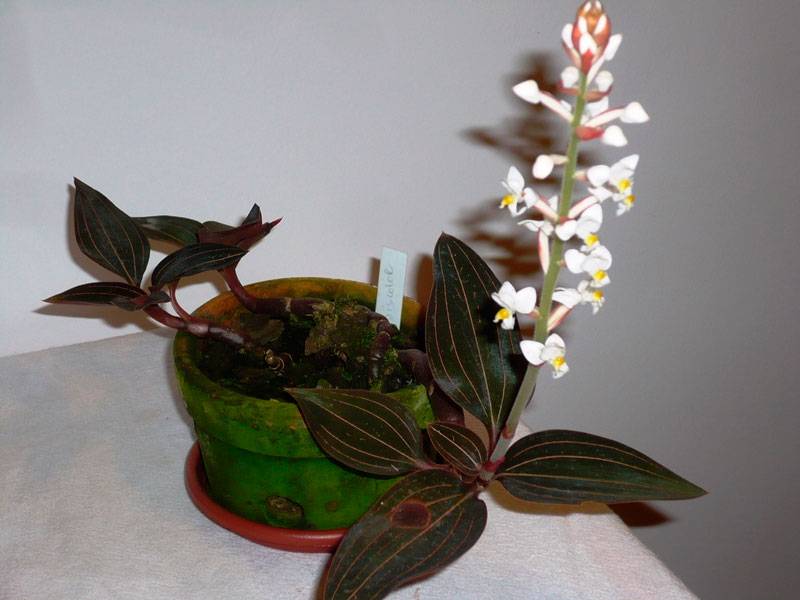 Орхидея лудизия - уход в домашних условиях, фото цветка, виды и пересадка