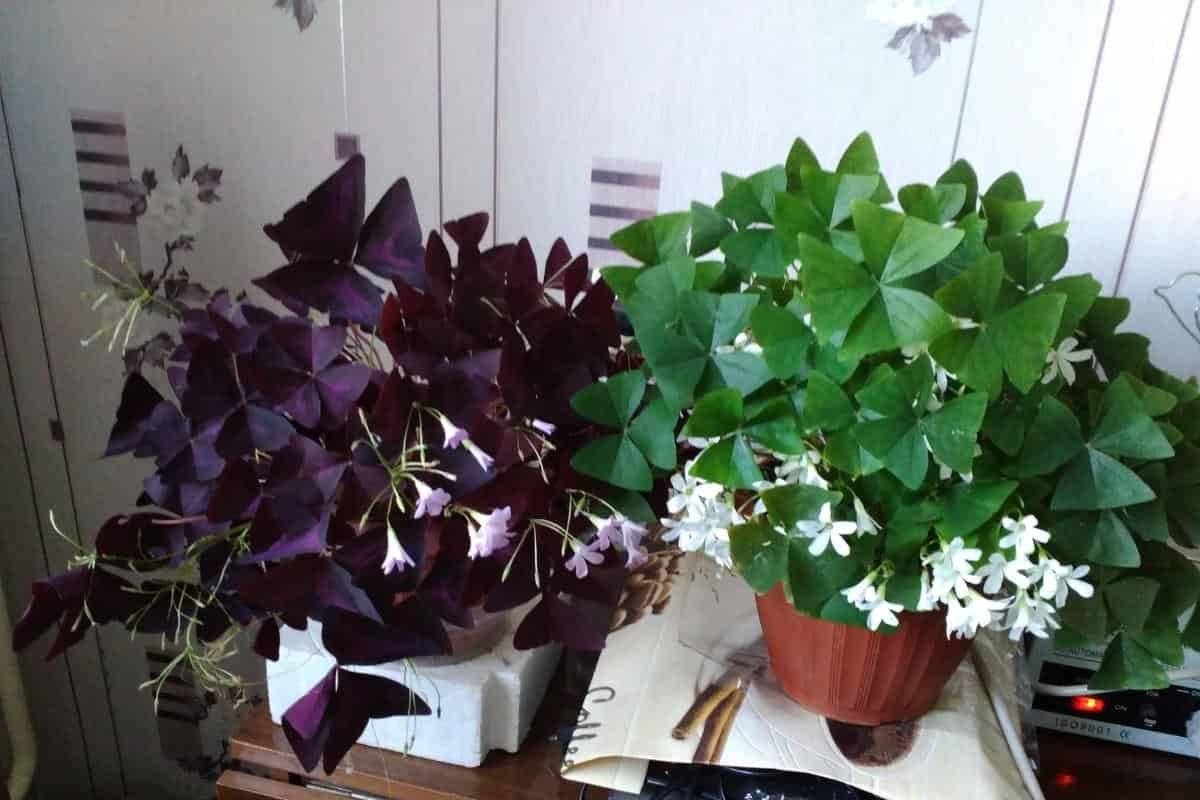 Кислица фиолетовая: фото, уход в домашних условиях, приметы и суеверия комнатного цветка