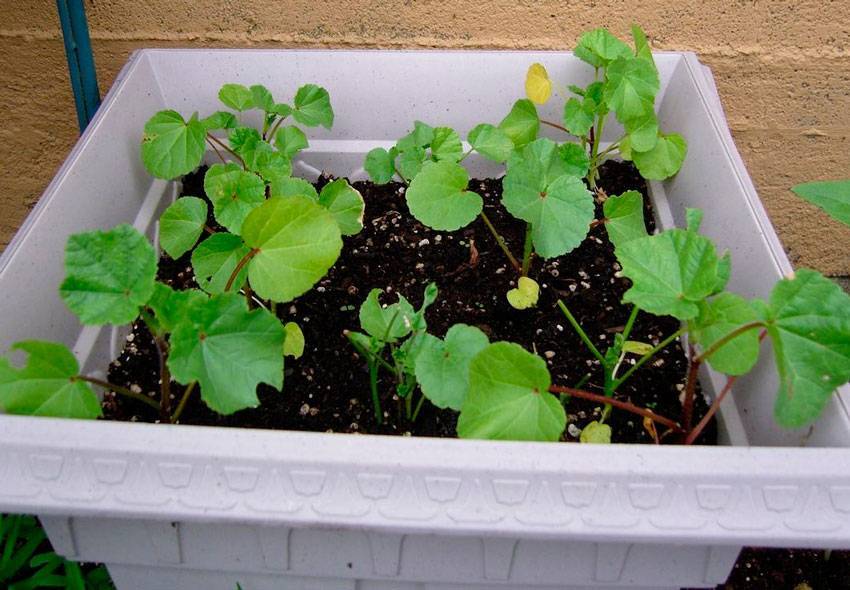 Лаватера - выращивание из семян, при посадке рассады в грунт, фото, видео