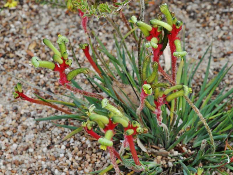 Анигозантос фото анигозантос приземистый выращивание из семян посадка и уход фото видов