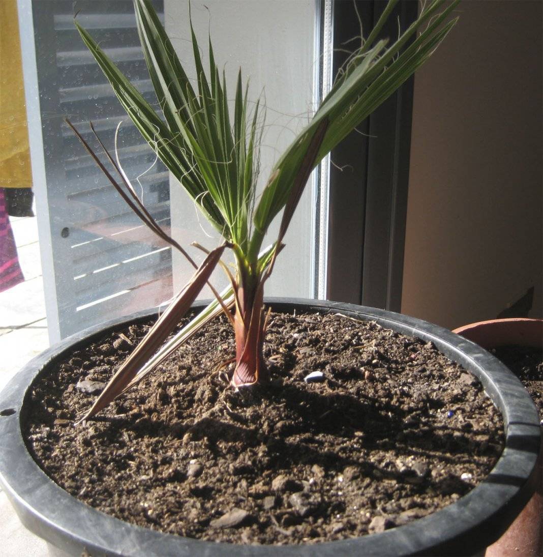 Пальма вашингтония – уход в домашних условиях. фото и описание пальмы, её виды. домашняя вашингтония – выращивание из семян
