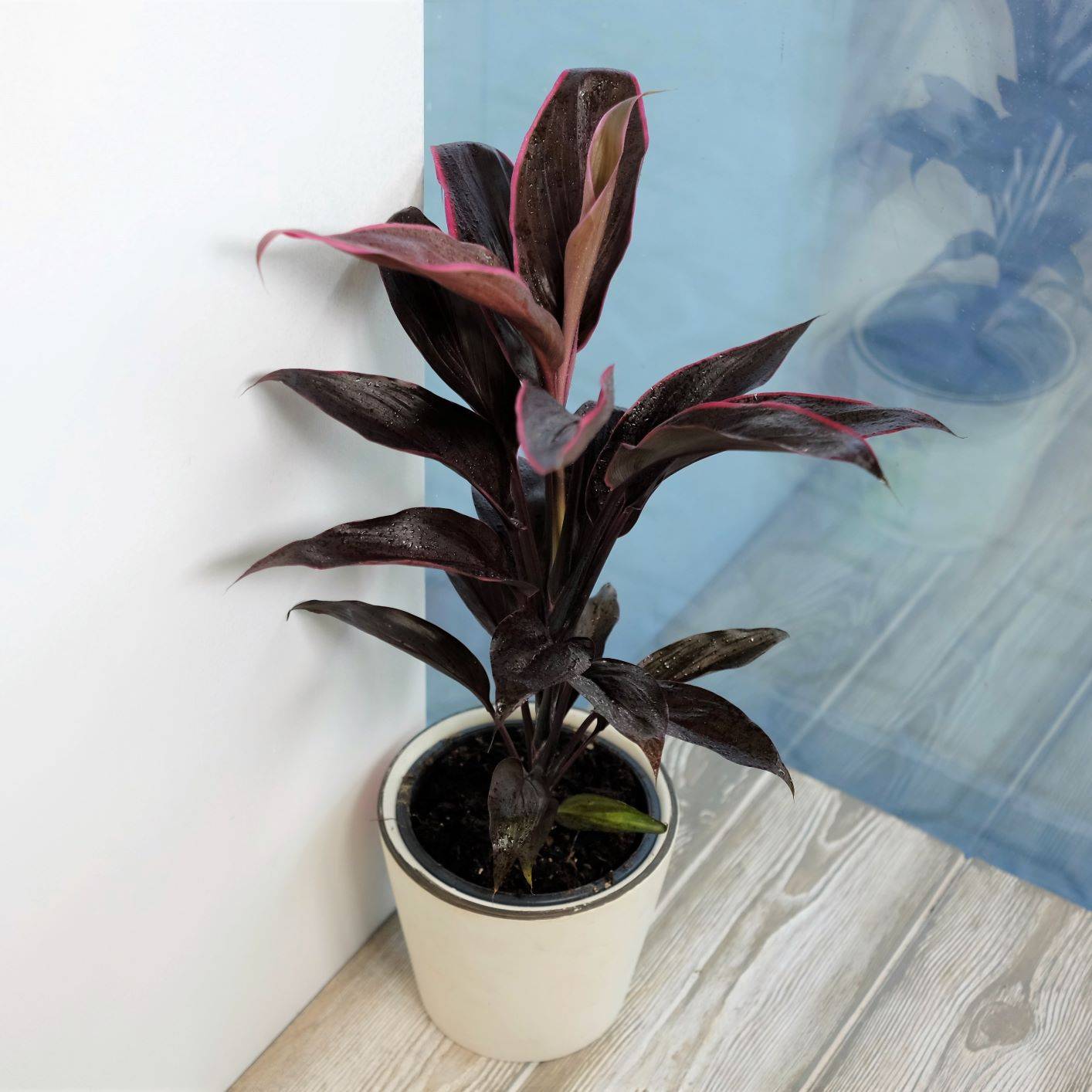 Неприхотливое тропическое растение кордилина прямая: правила ухода в домашних условиях