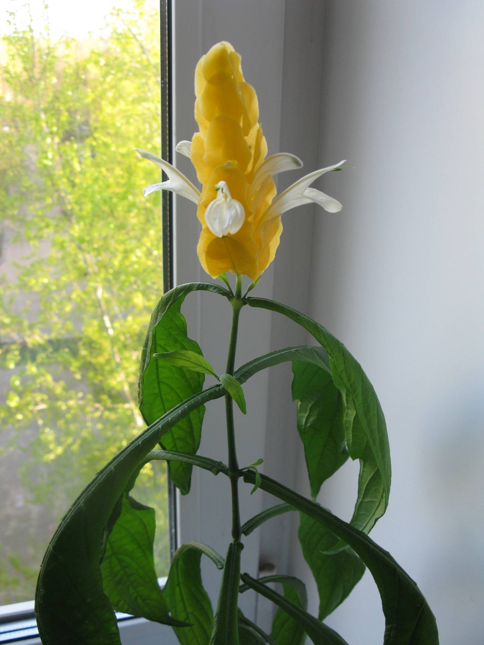 Комнатный цветок пахистахис – уход и размножение
