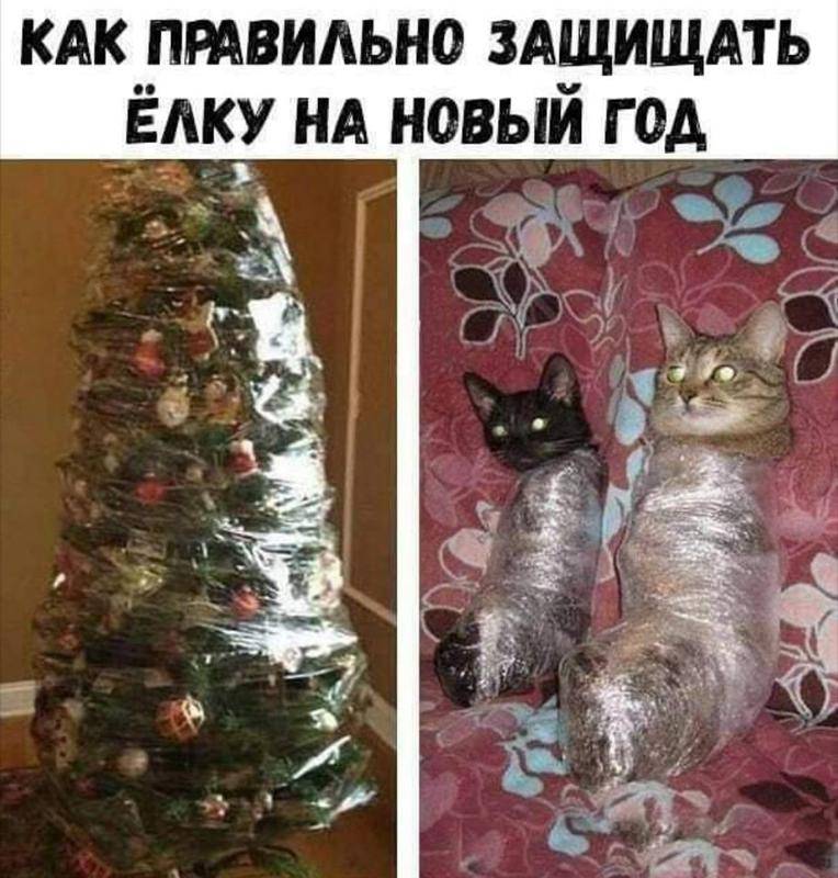 Кот-цветовод: как защитить елку от кота, а кота от елки