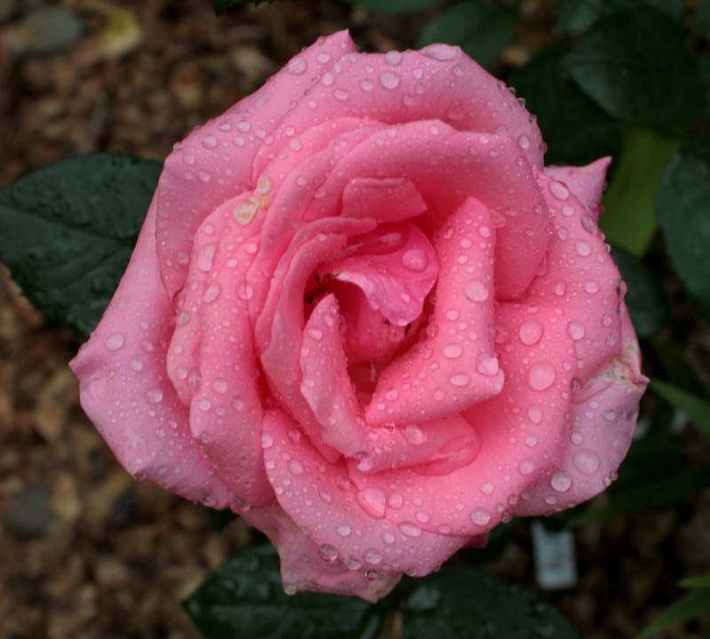 15 лучших сортов чайно-гибридных роз