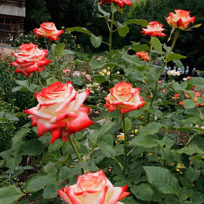 Описание сорта чайно-гибридной розы императрица фарах: достоинства цветка, уход