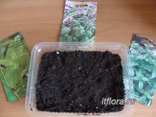 Как посадить мяту на даче: правила выращивания из семян в открытом грунте с фото и видео
