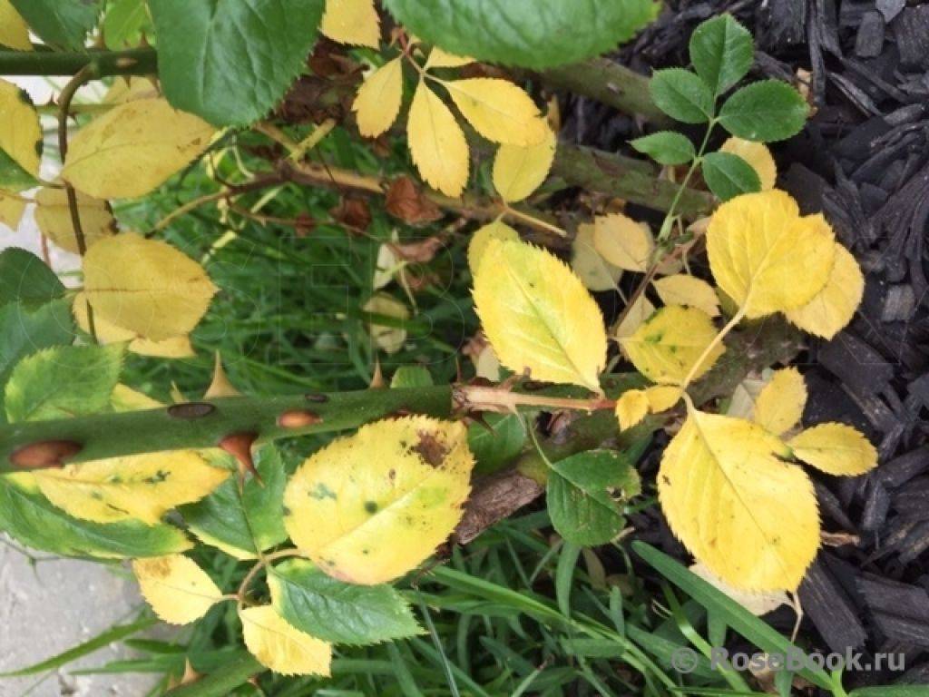 Почему желтеют и опадают листья у розы в июне, что делать и чем подкормить - дзен дневник