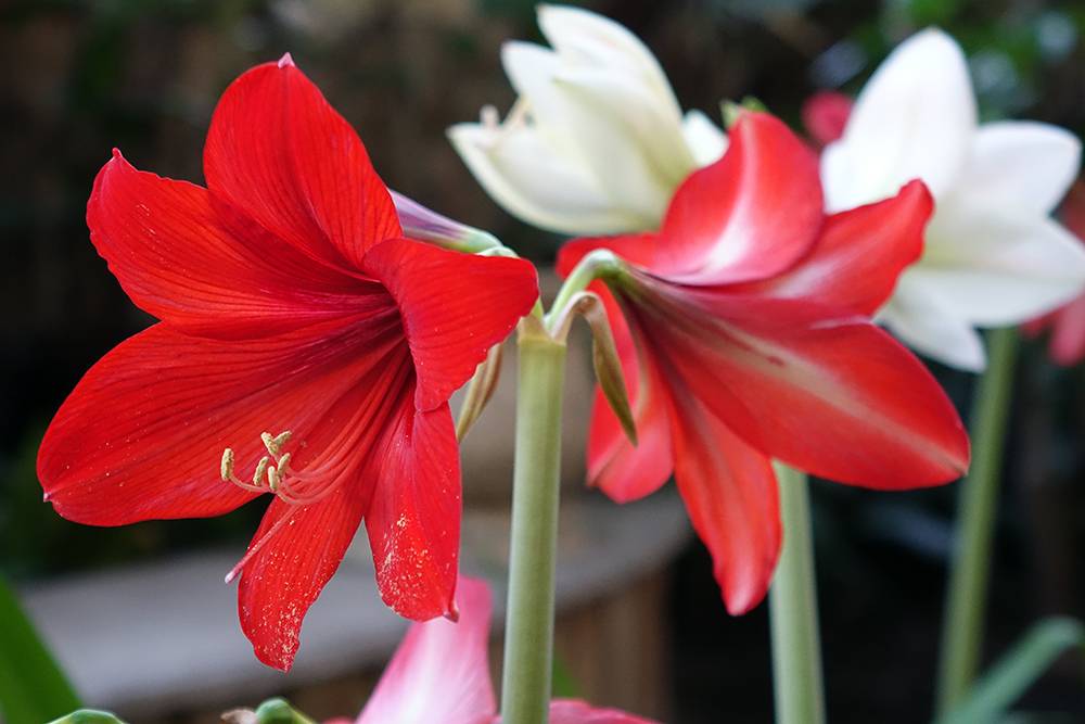 Цветок гиппеаструм домашний – многоликий гибрид: описание, виды, уход, выращивание, размножение и другая полезная информация (160 фото) +отзывы